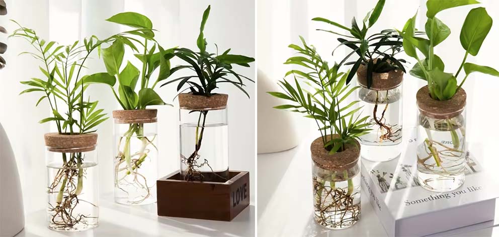 בחירות המערכת, עיצוב פנים, צמחים