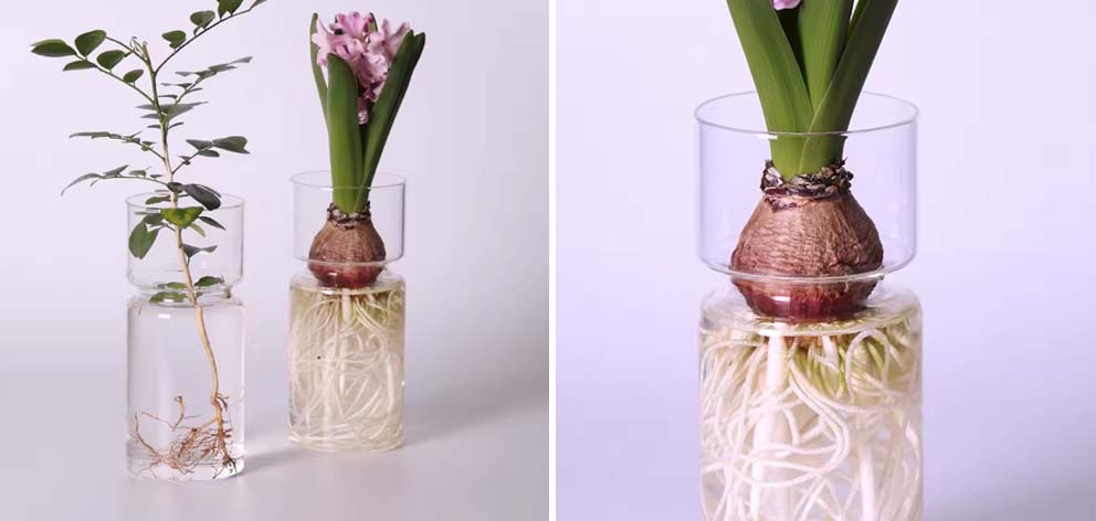 בחירות המערכת, עיצוב פנים, צמחים